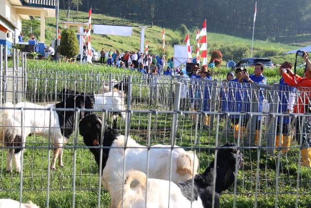 20180726 menteri purwokerto kambing2