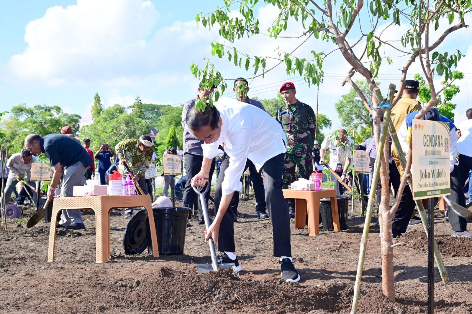 20231206 Lestarikan Tanaman Endemik NTT Presiden Jokowi Tanam Pohon Cendana