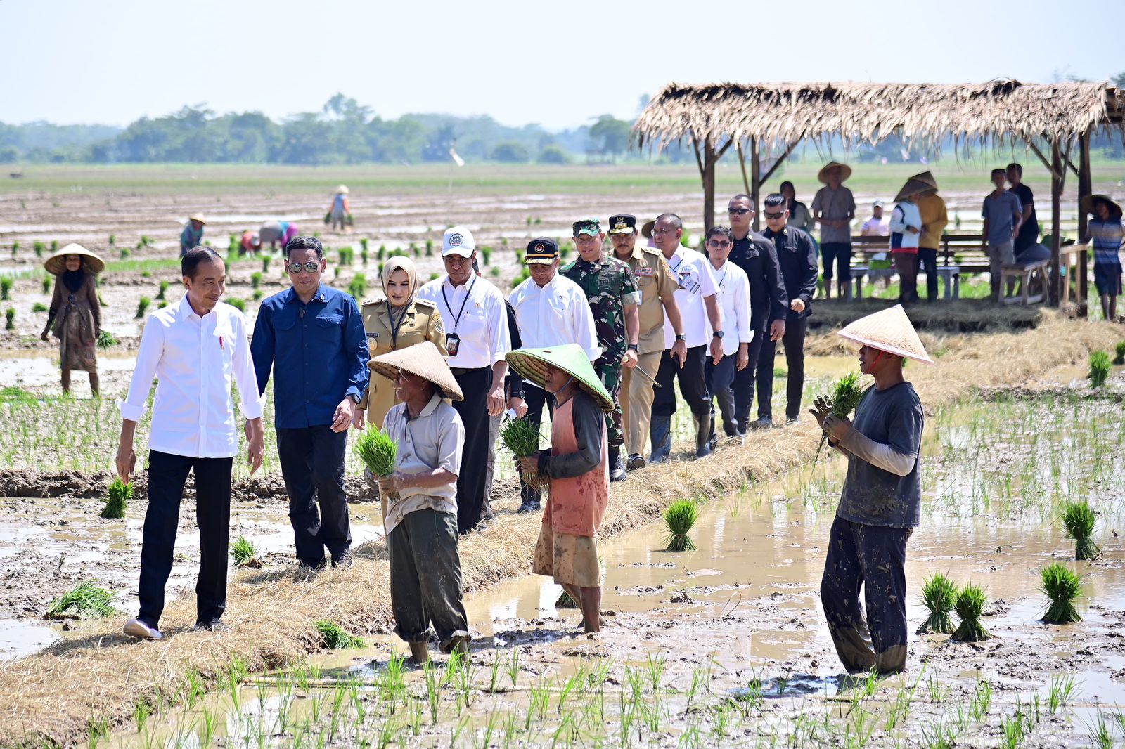 20231213 Presiden Jokowi Tinjau Penanaman Padi dan Serap Aspirasi Petani di Pekalongan