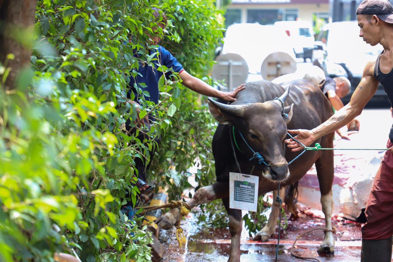 20190812 Pemotongan Hewan Qurban