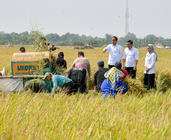 20231016 Panen Raya di Indramayu Presiden Pastikan Produksi Padi Baik